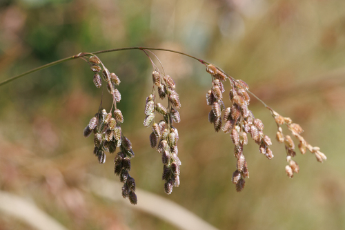 Chascolytrum subaristatum, photograph 1