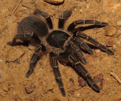 Acanthoscurria juruenicola