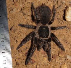 Acanthoscurria juruenicola