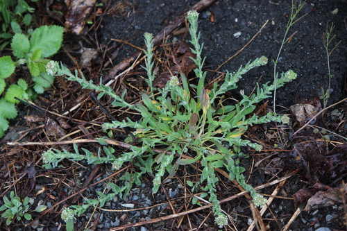 Smith's Cress (Lepidium heterophyllum)