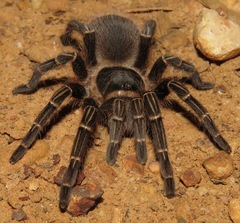 Acanthoscurria juruenicola