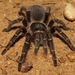 Acanthoscurria juruenicola - Photo (c) Rich Hoyer, algunos derechos reservados (CC BY-NC-SA), subido por Rich Hoyer
