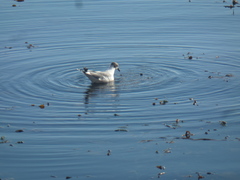 Leucophaeus pipixcan