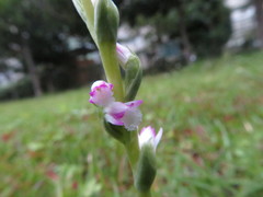 Spiranthes sinensis