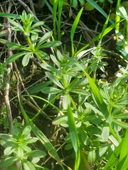 Galium aparine