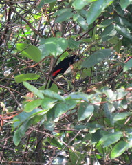 Ramphocelus flammigerus