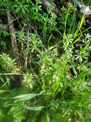 Galium aparine