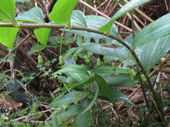 Polygonatum arisanense
