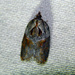 Acleris inana - Photo (c) Louis Imbeau, some rights reserved (CC BY), uploaded by Louis Imbeau