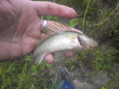 Gymnocephalus cernua