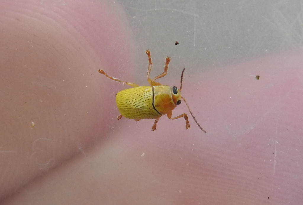 Cryptocephalus sulphureus