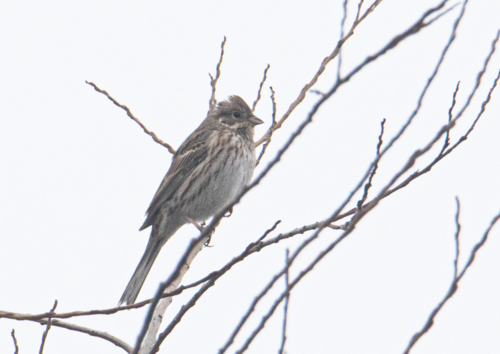 Escribano cabeciblanco (Emberiza leucocephalos)
