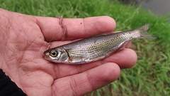 Alburnoides bipunctatus