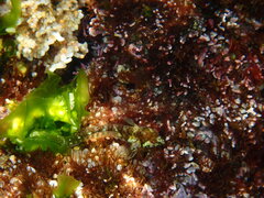 Spikefin Blenny photo 2