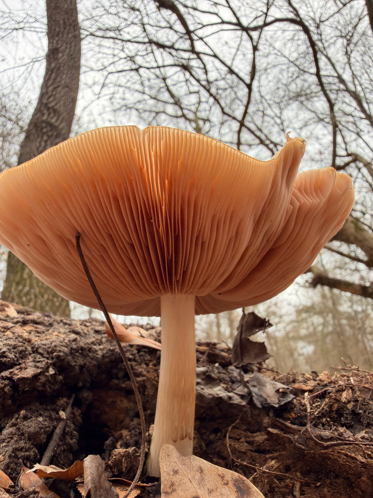 Pluteus cervinus · December 2025 · photo: © threeagoutdoors (iNaturalist, cc-by)