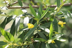 Bowkeria citrina, photograph (c) Suvarna Parbhoo Mohan, some rights reserved (CC BY-SA)