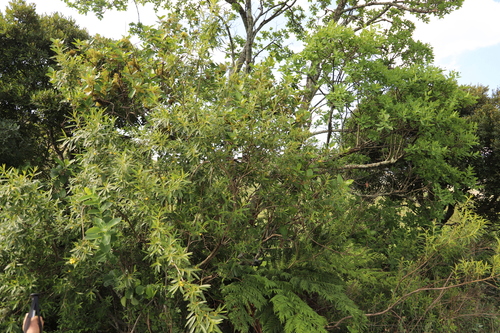 Bowkeria citrina, photograph 5