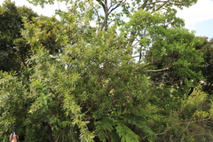 Bowkeria citrina, photograph (c) Suvarna Parbhoo Mohan, some rights reserved (CC BY-SA)