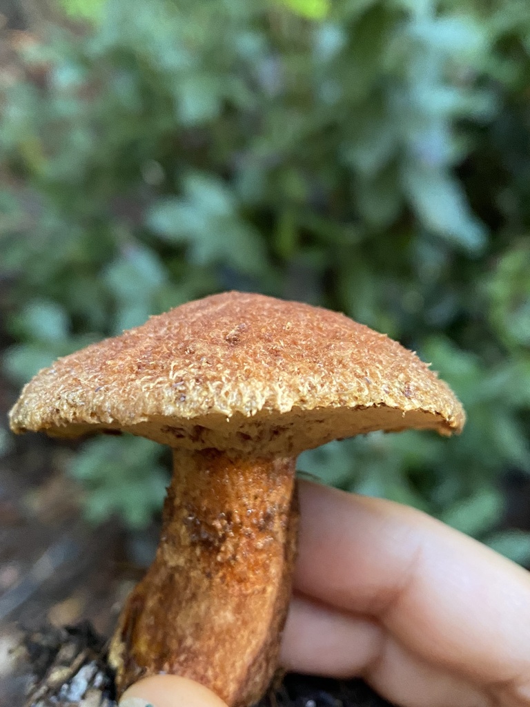 Suillus lakei · December 2025 · photo: © katharinegk (iNaturalist, cc-by)
