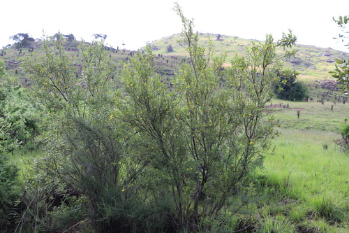 Bowkeria citrina, photograph 3