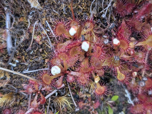 Drosera uniflora
