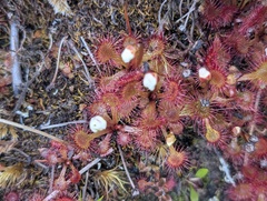 Drosera uniflora