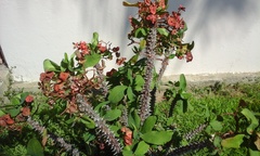 Goniostema