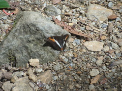 Adelpha corcyra collina