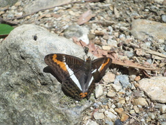 Adelpha corcyra collina