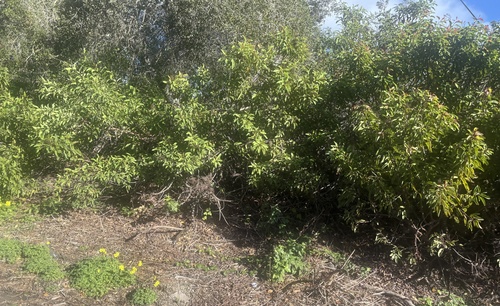 laurel sumac (Malosma laurina)