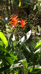 Heliconia psittacorum