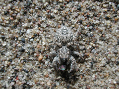 Habronattus amicus