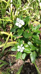 Catharanthus roseus