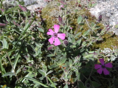 Silene acutifolia