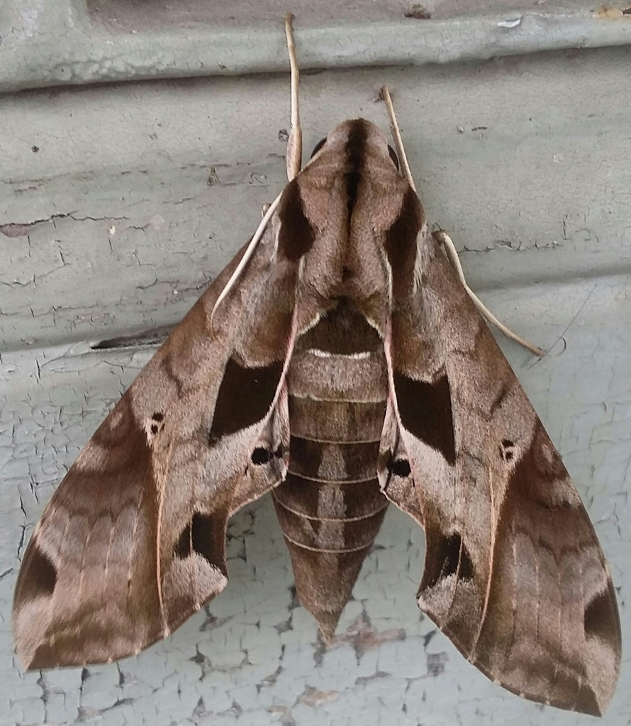 Eumorpha analis