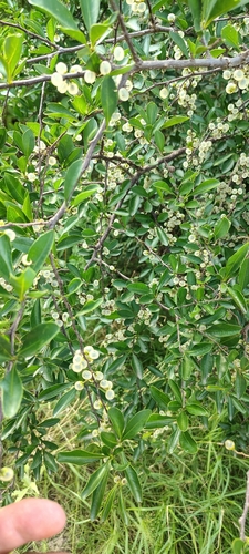 Achatocarpus praecox, photograph 6