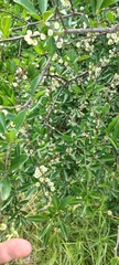Achatocarpus praecox, photograph (c) Pablo H Capovilla, some rights reserved (CC BY)