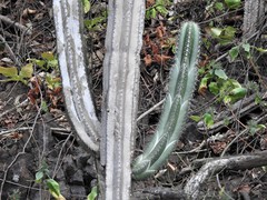 Stenocereus aragonii image