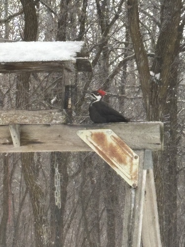 Pileated Woodpecker