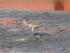 Numenius phaeopus