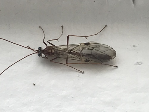 iNaturalist observation photo of Ophion