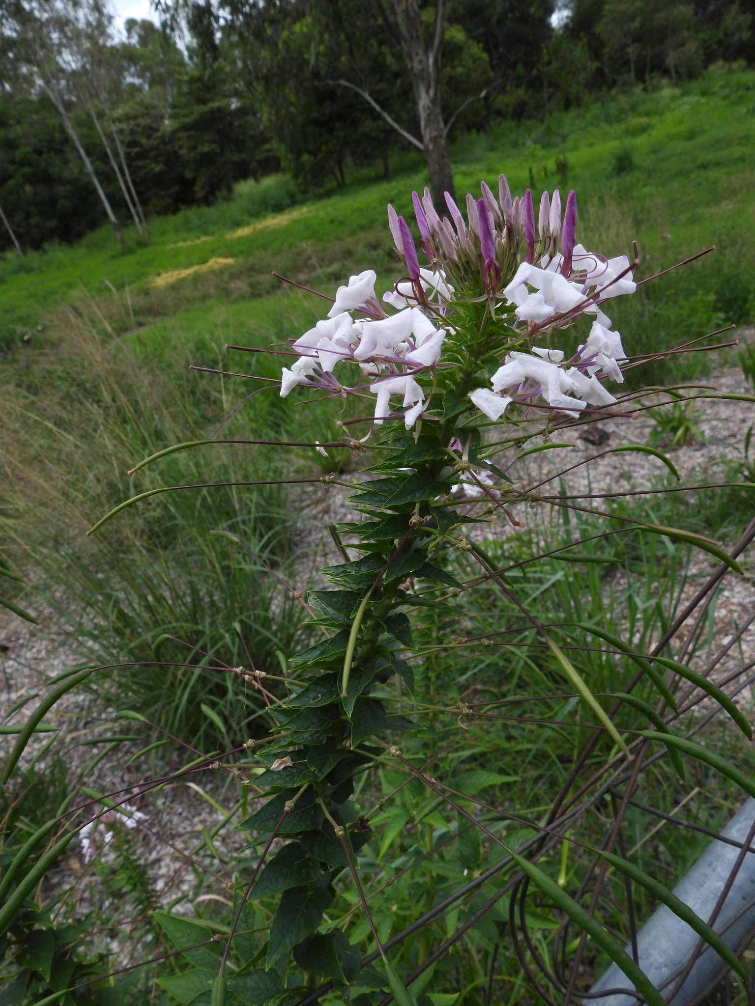 Cleome Houtteana (Cleome houtteana)