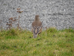 Turdus viscivorus