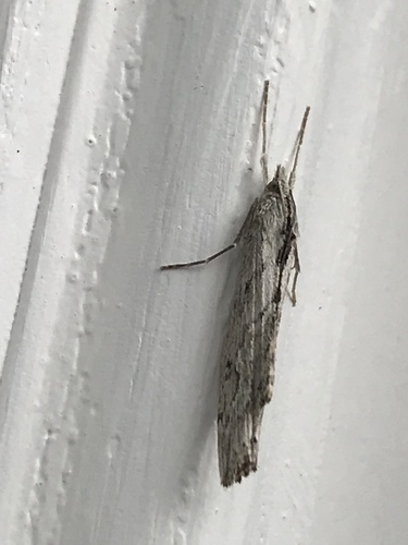 iNaturalist observation photo of Butterflies and Moths