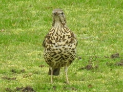 Turdus viscivorus
