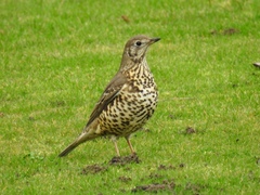 Turdus viscivorus