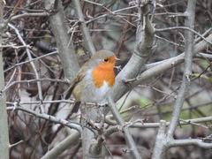 Erithacus rubecula