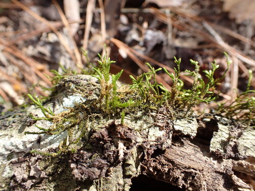 Cryphaea glomerata, 2025-12-26