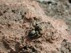 Habronattus amicus