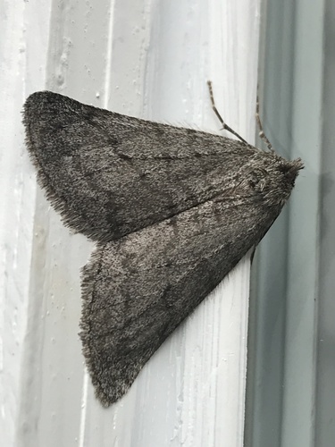 iNaturalist observation photo of Walnut Spanworm Moth